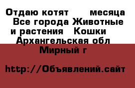 Отдаю котят. 1,5 месяца - Все города Животные и растения » Кошки   . Архангельская обл.,Мирный г.